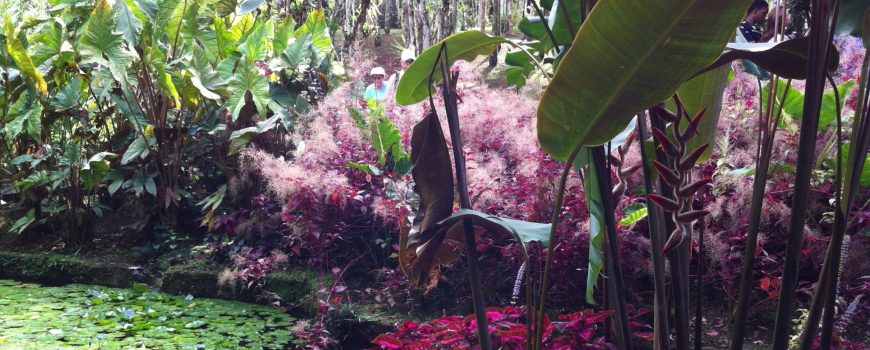 Botanischer Garten-Martinique