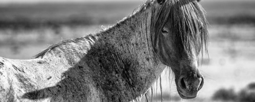 Mustang © Manfred Baumann