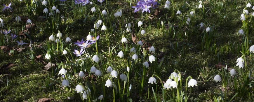 Ursprung-Frühling