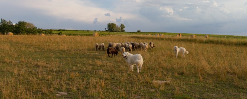 Herdenschutzhunde am Landschaftspflegehof Klaffl Copyright: Hartmut Schnedl