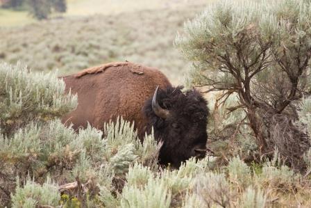 Bison im Yellowstone Park/Wyoming (c) Hartmut Schnedl