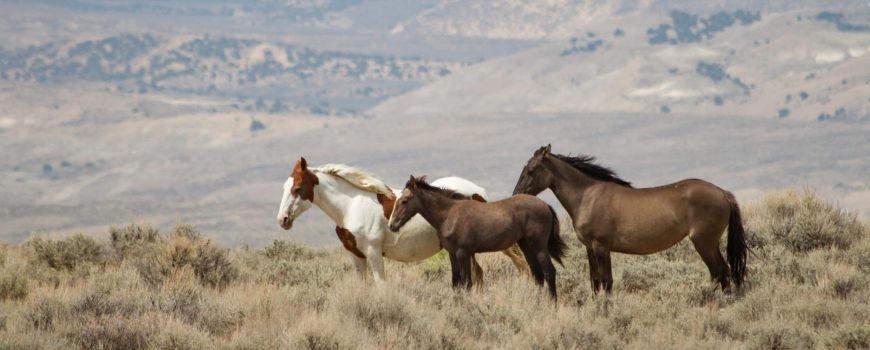 IMG_1179 Wilde Mustangs im Sandwash Basin/Colorado
Podcast Flaneur und Distel www.flaneurunddistel.at