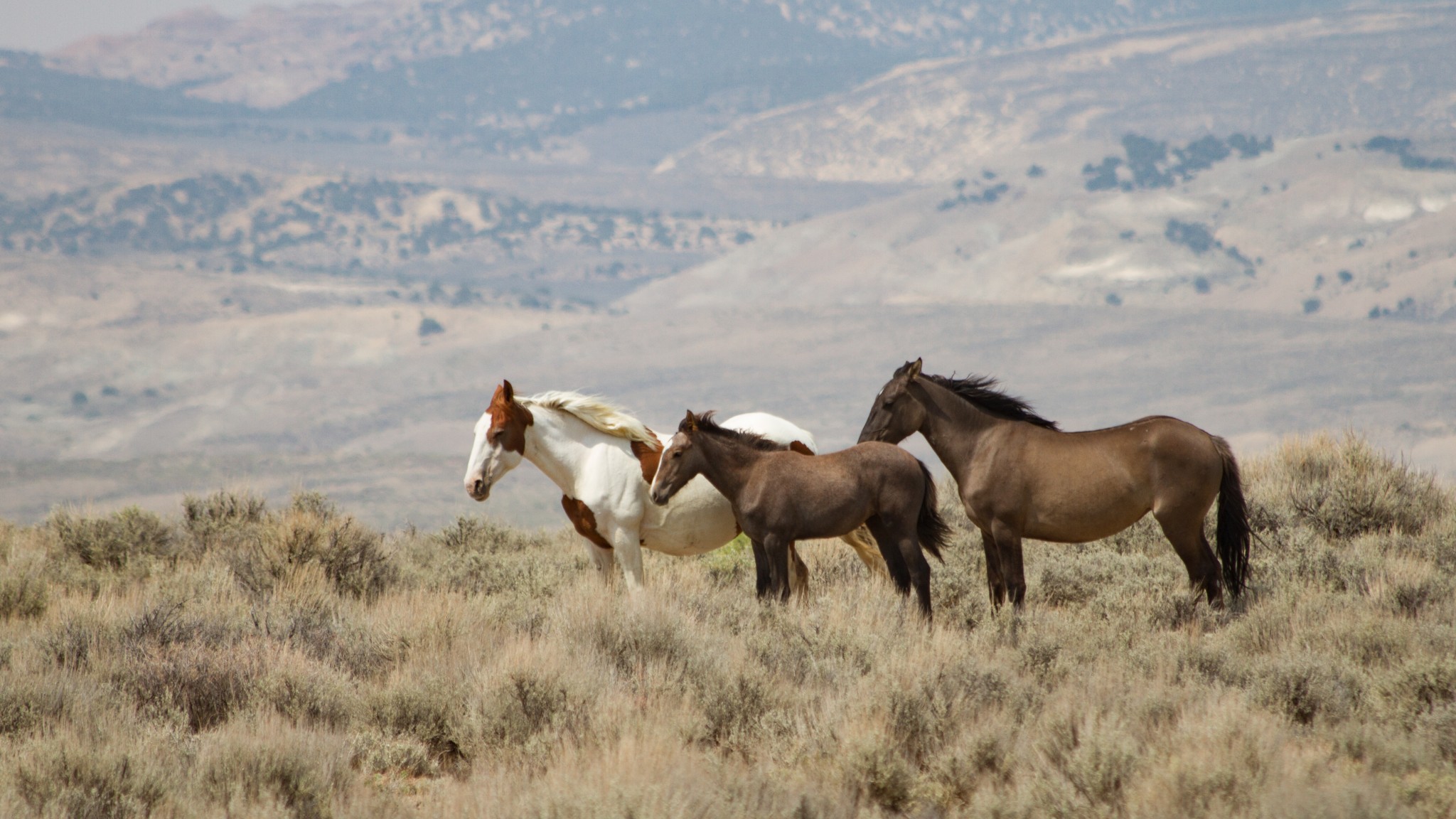 IMG_1179 Wilde Mustangs im Sandwash Basin/Colorado
Podcast Flaneur und Distel www.flaneurunddistel.at