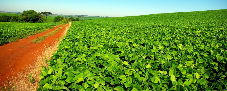 PlantacaodeSoja - Sojabohnenfeld in Rio Grande do Sul (Brasilien), 2008 Tiago Fioreze - Eigenes Werk, CC BY-SA 3.0,