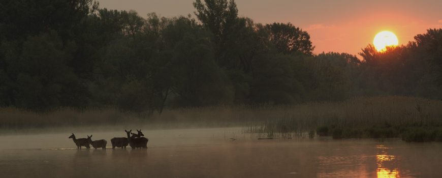 Hirschkühe Lobau