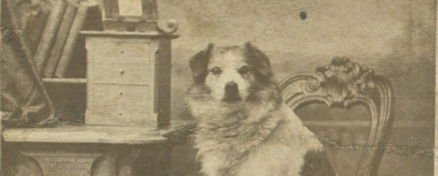 Carl Koppensteiner, Porträt eines Hundes, um 1875 Landesgalerie Linz, Fotomuseum Bad Ischl