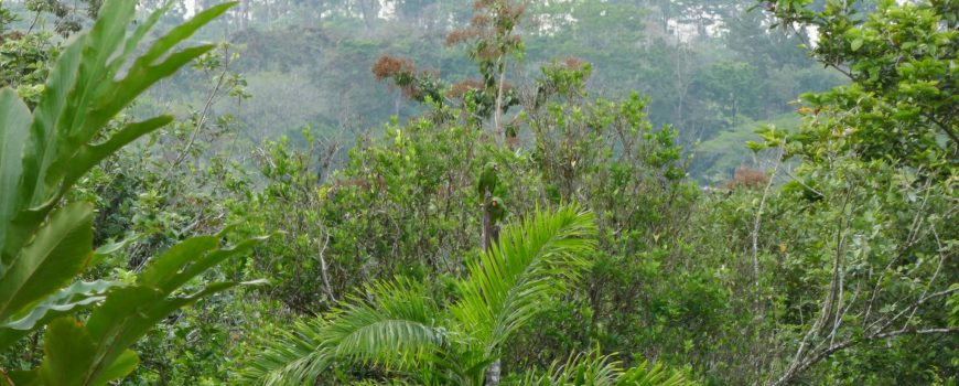 papagei costa rica urwald regenwald