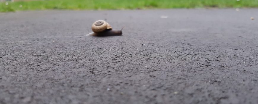 snailhome