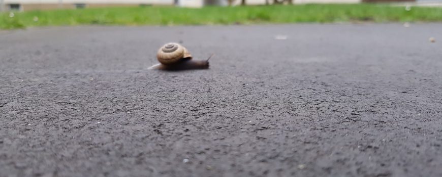 snailhome