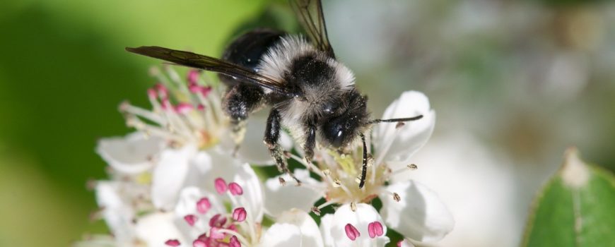 Sandbiene Die Sandbiene zählt zu den Wildbienen.