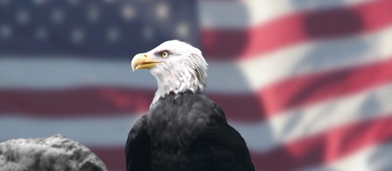 Eagle_and_American_Flag Wikipedia