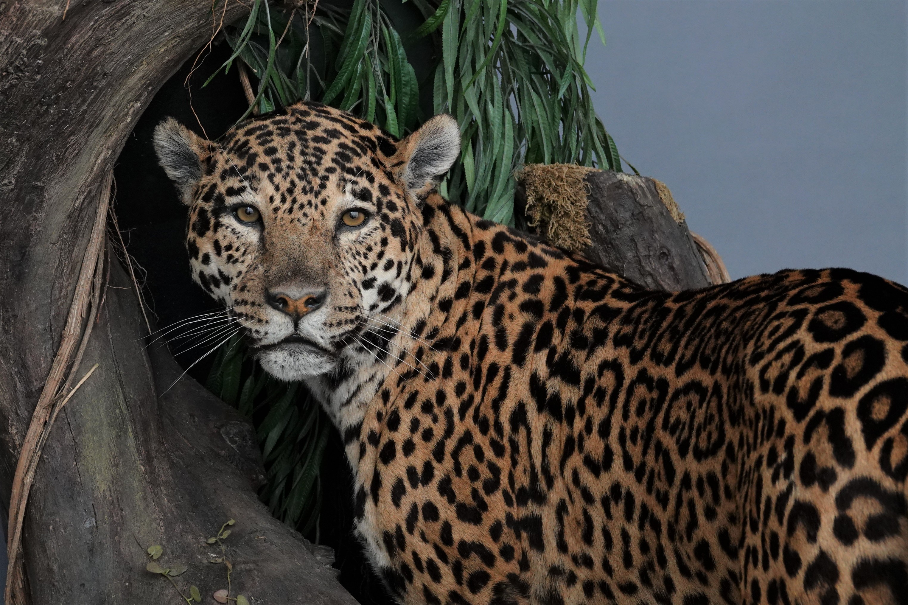 Die Kunst des Präparierens: Jaguar, Dieter Schön, 2002