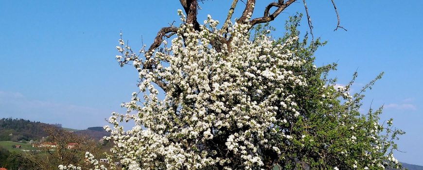 Baum duerre Äste 2020-04-09 Baum mit dürren Ästen bringt Blüten hervor