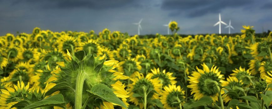 Sonnenblumen Zukunftsfähige Landwirtschaft?