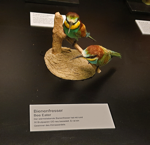 2 ausgestopfte Vögel, von der Art Bienenfresser sitzen auf einem Ast. Sie sind in einem Museum ausgestellt. Auf der Beschriftung unter den Vögeln steht: Bienenfresser. Der wärmeliebende Bienenfresser hat mit rund 30 Brutpaaren OÖ neu besiedelt. Er ist ein Gewinner des Klimawandels