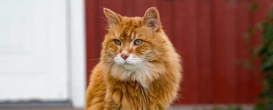 Ein Sommer in Schweden Kater Hugo