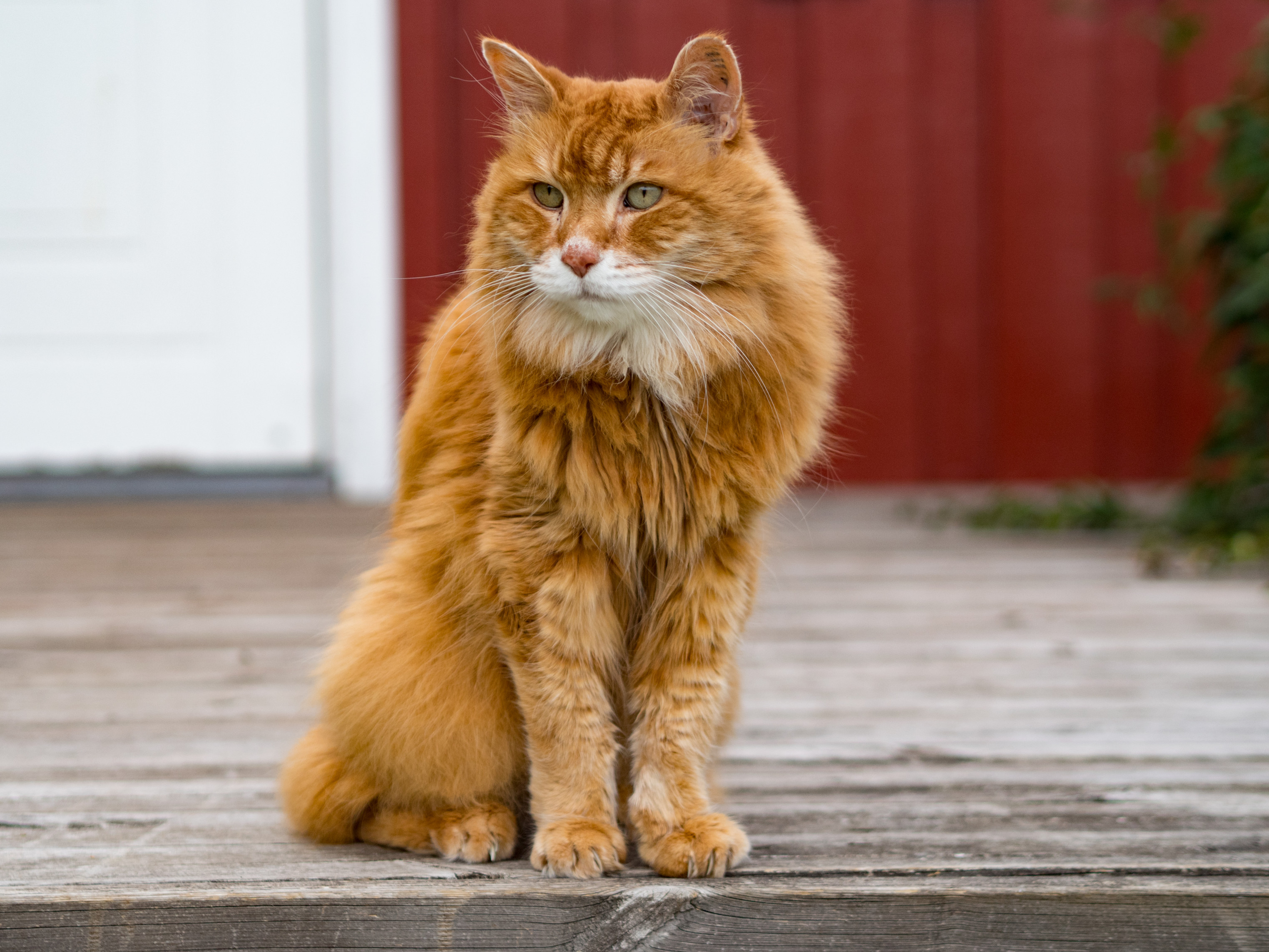 Ein Sommer in Schweden Kater Hugo