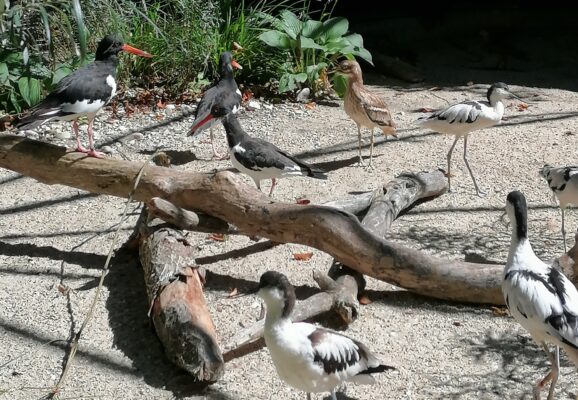 Verschiedene Vögel stehen auf dem Boden im Tiergartengehege