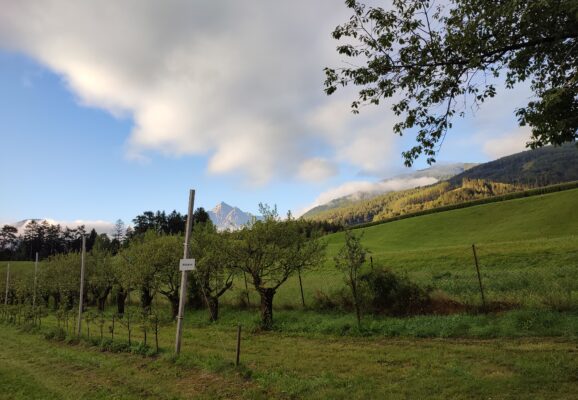 Ein Garten mit Bäumen und Wiese vor einem blauen Himmel mit Wolken