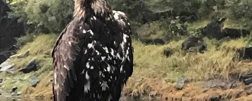 Junger Weißkopfseeadler,Regenwald,Aalaska