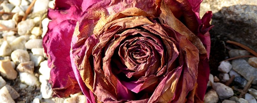 dry_rose