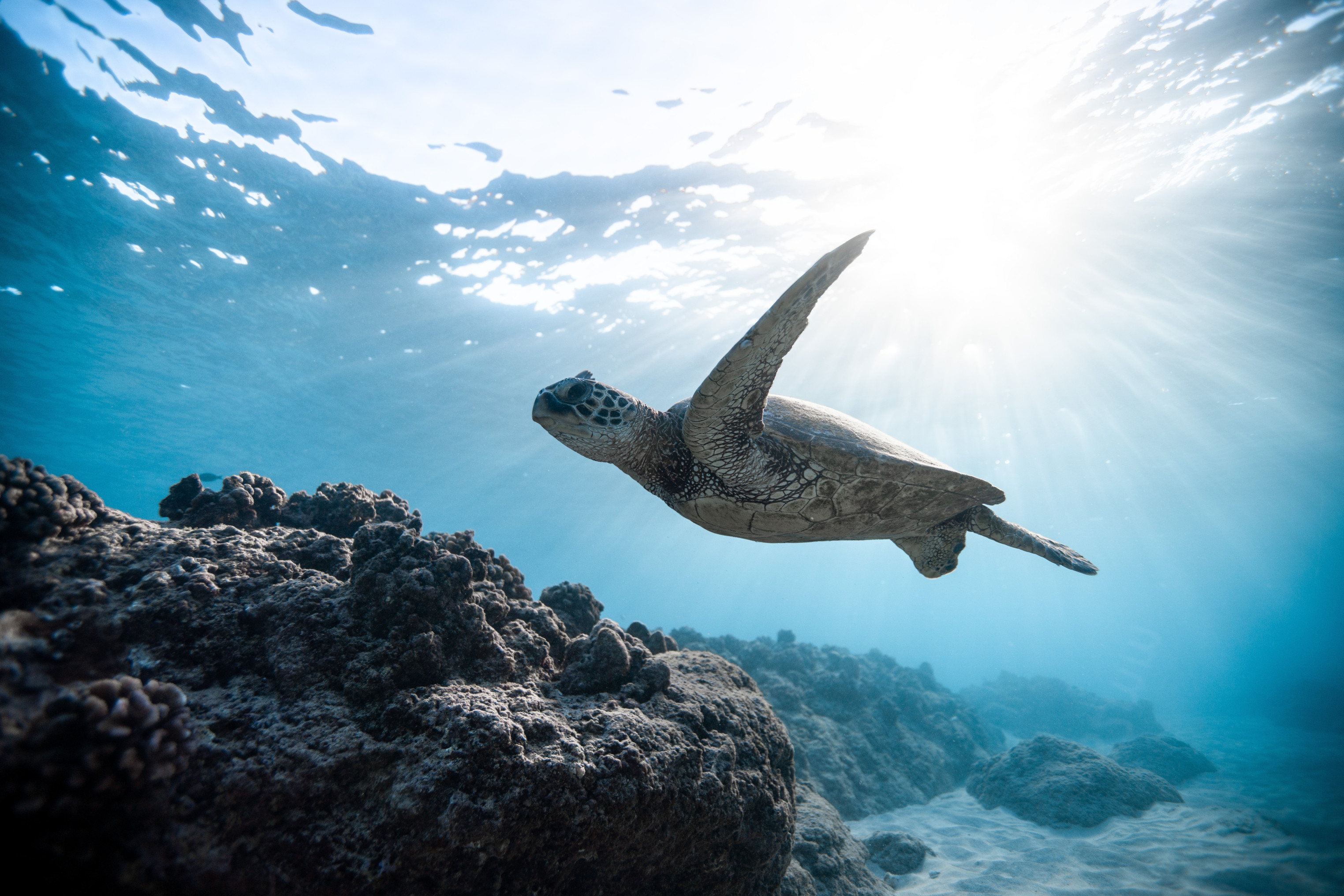 Eine Schildkröte schwimmt unter Wasser