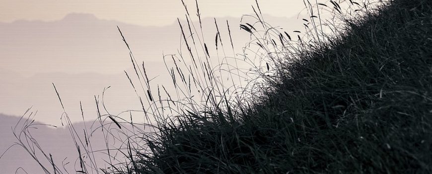 Gras am Berg