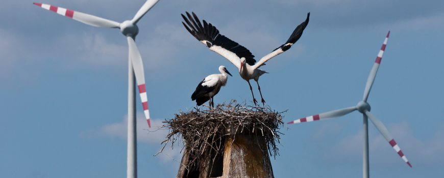 Störche und Windkraft Störche und Windkraft_copyright Franz_Weinhofer (IG Windkraft)