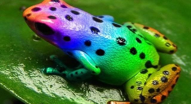coloirimpact