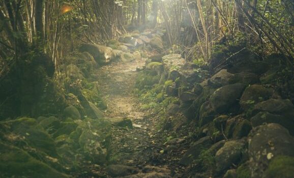 forest-438432-1280-578x400