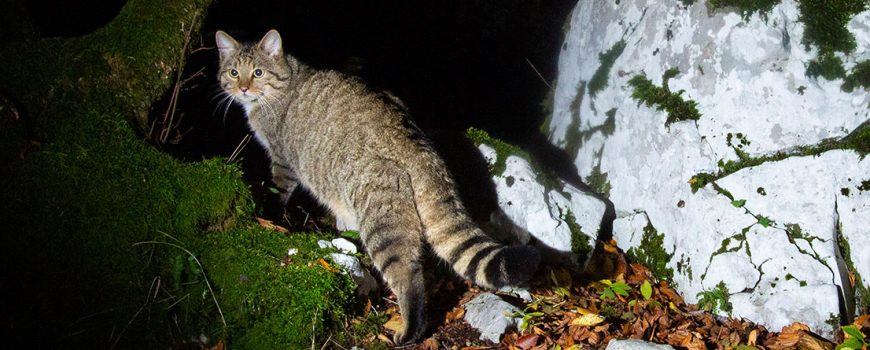 Wildkatze