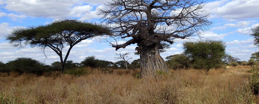 Das leere Grab - ein Film beleuchtet Tansania Großer Baobab im Tarangire Nationalpark, Tansania