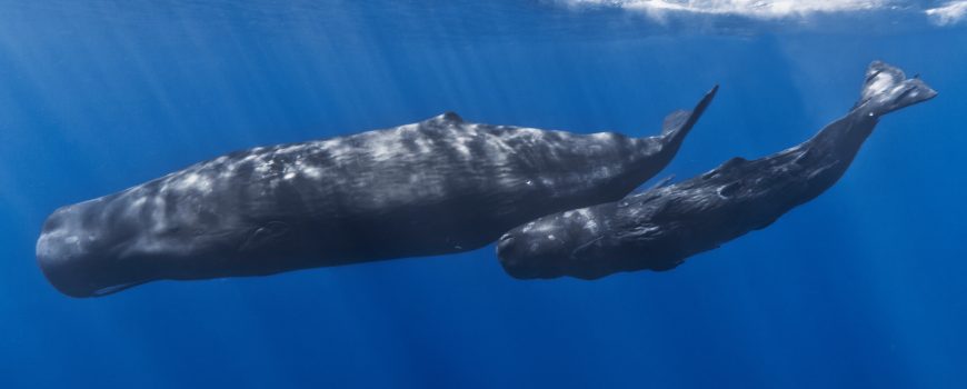 Mother_and_baby_sperm_whale Gabriel Barathieu, CC BY-SA 2.0 , via Wikimedia Commons