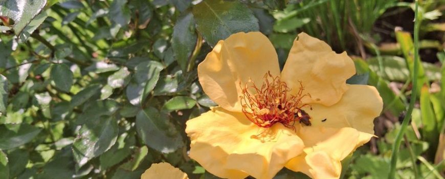 gelbe Rosen