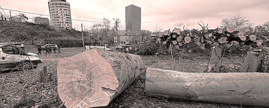 1440-1080-maxb Kahlschlag am Froschberg