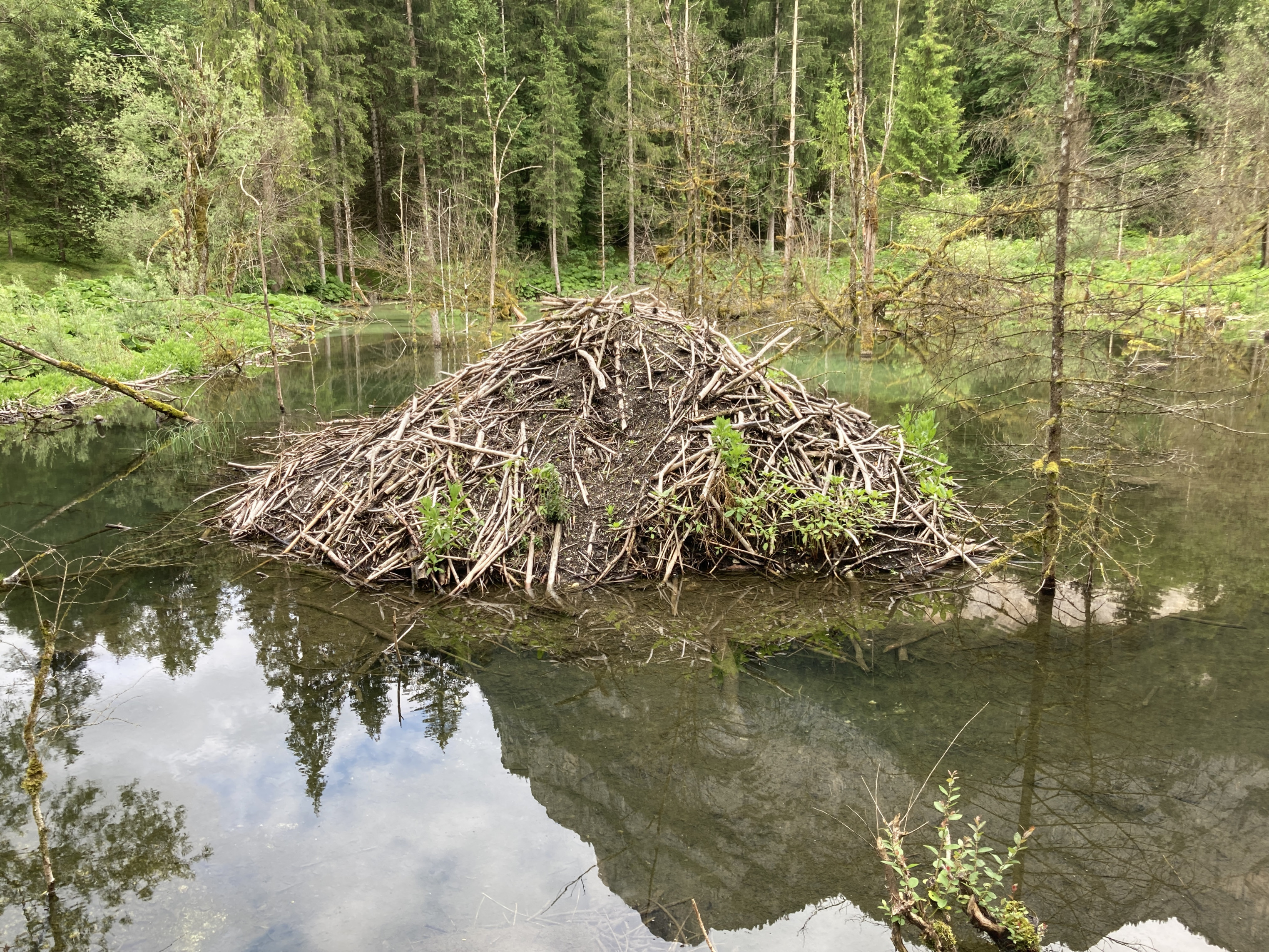 Biberburg_Beaver Lab