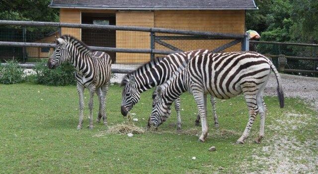 448672ee572bb365144f9e0bb5d9e0ae.jpg Pressefotos Zoo Linz